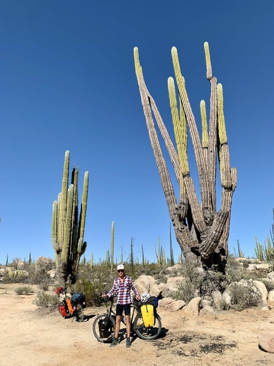 L’arbre cactus
