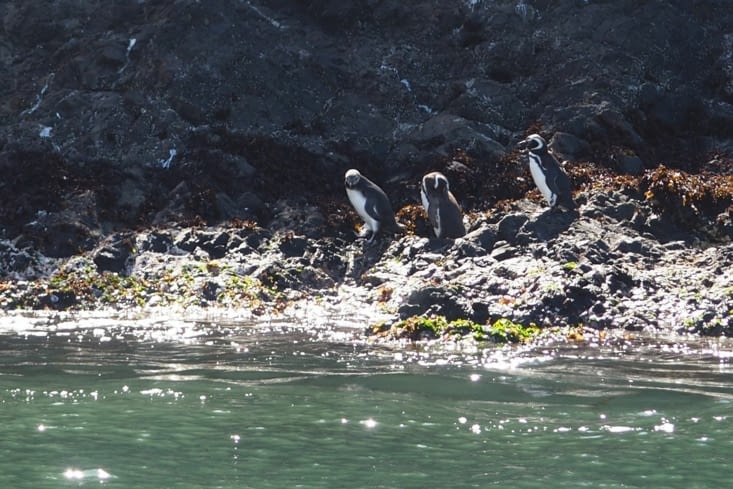 Pinguinos de Humbolt y de magellan