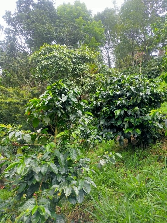 Visite d'une production de café en permaculture