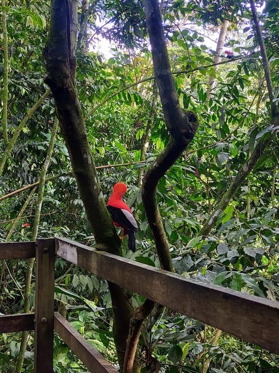 Le "gallito de rocas"