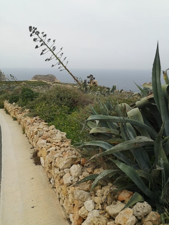 En route pour FUNGUS ROCK