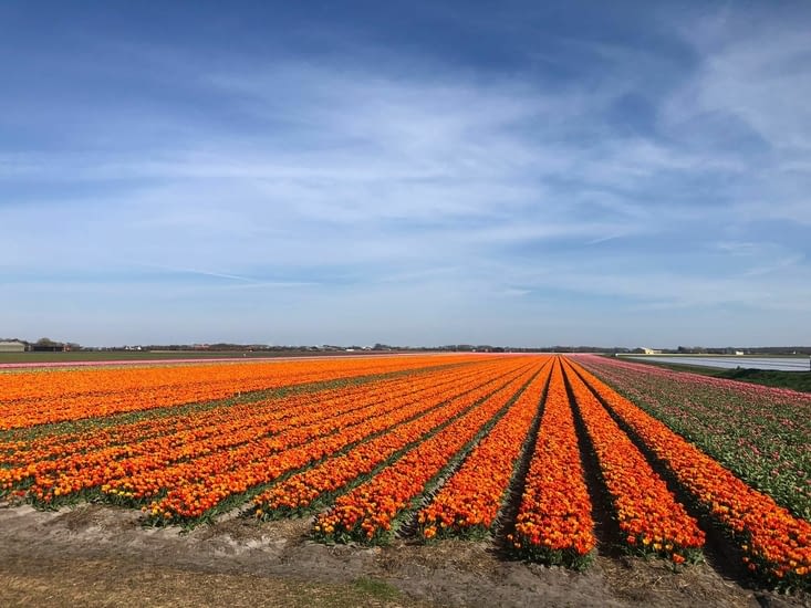 Parfois aux couleurs des Pays-Bas !