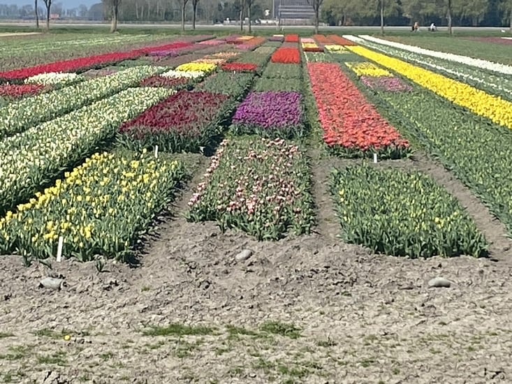 Et au nord d’Amsterdam commencent les champs de tulipes.