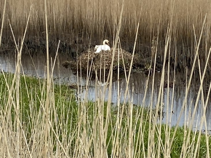 Contre-pied total : la solitude maternelle du cygne