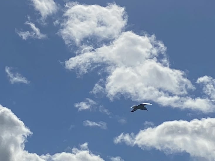 Ce n’est pas la mouette qui nous emmènera de l’autre côté…