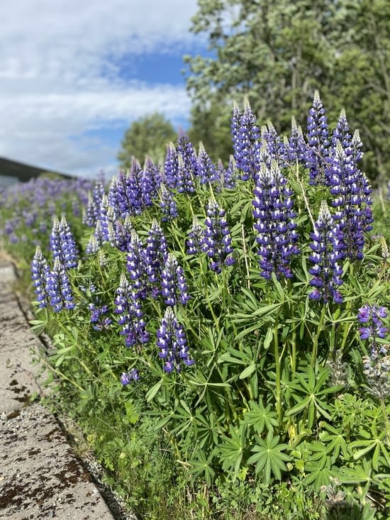 Pleine de lupins sauvages, que Ghislain aime tant….
