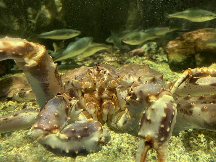 Quant à un contact avec ce magnifique crabe…