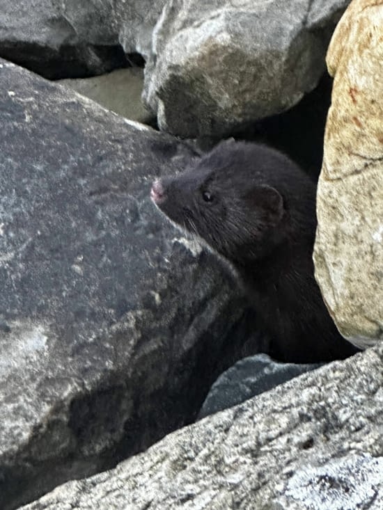 Où nous croisons quelques habitants du lieu, dont ce vison d’Amérique !