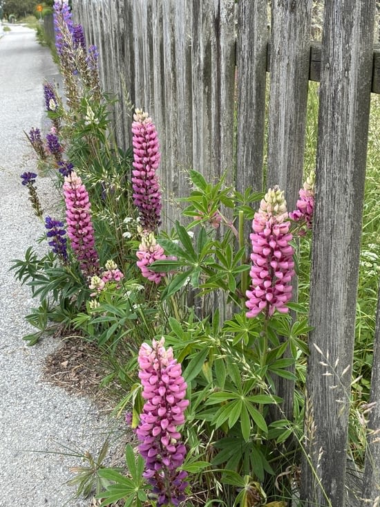 Et beaucoup de lupins, les fleurs préférés de Ghislain