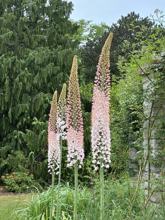 Clartés vives du jardin botanique…