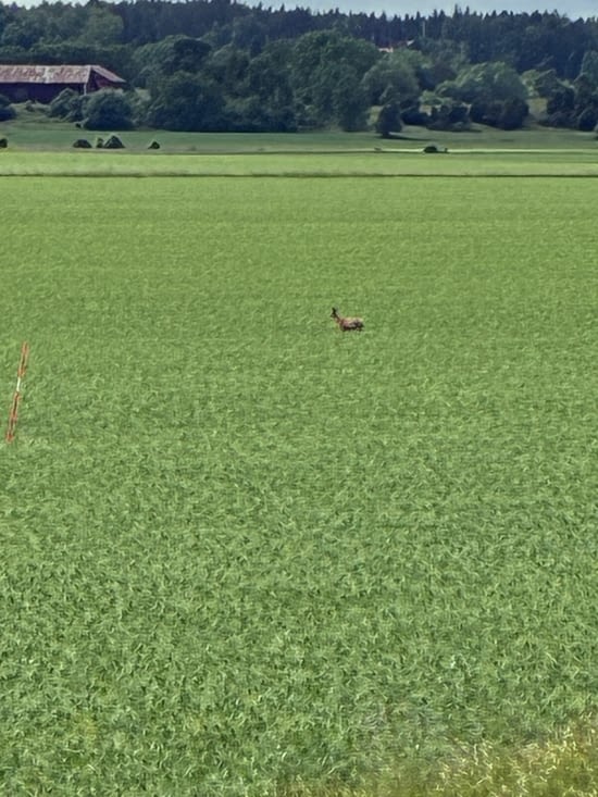 Ce chevreuil semble perdu au milieu du champ….