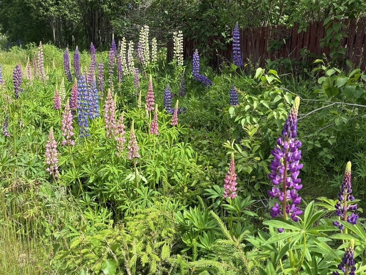 … au milieu des lupins, fleurs à la fois endémiques et emblématiques dans ce pays.