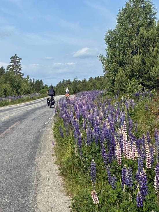 Nous voici partis à la recherche de Midsommar !