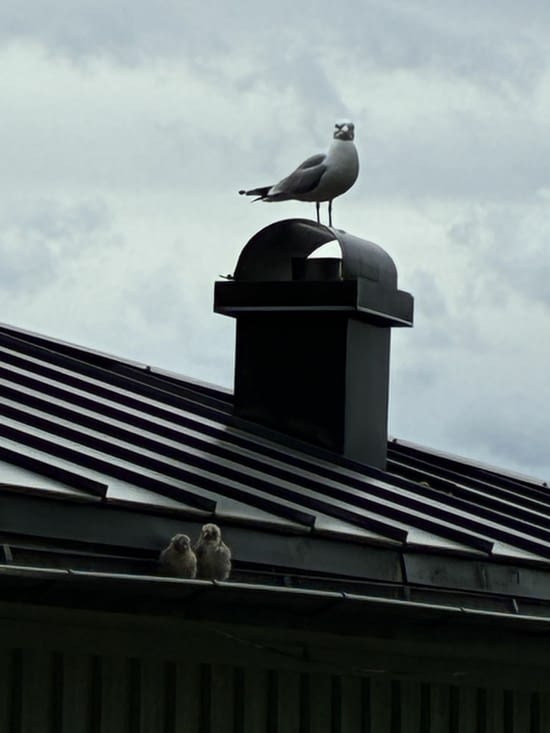 …. Une mouette garde farouchement ses petits….