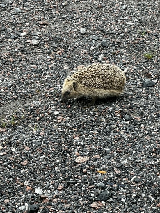 … en compagnie d’un hérisson.