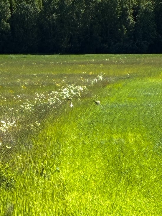 Avec ces lumières inimitables des pays scandinaves.