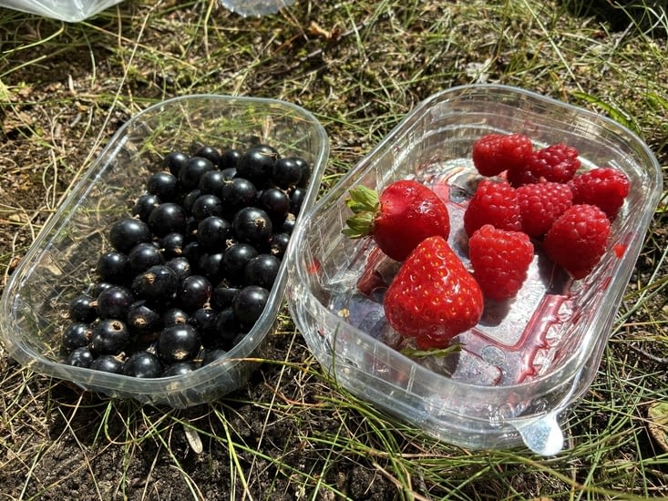 Les fruits de l’été nous régalent au pique-nique.