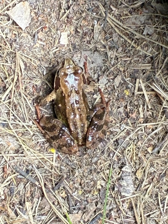 Notre seule compagnie fut un aimable crapaud.
