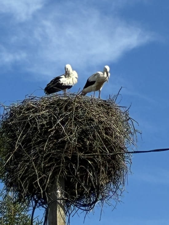 C’est aussi le début de la contrée des cigognes !