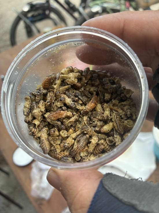 … de délicieux insectes grillés !