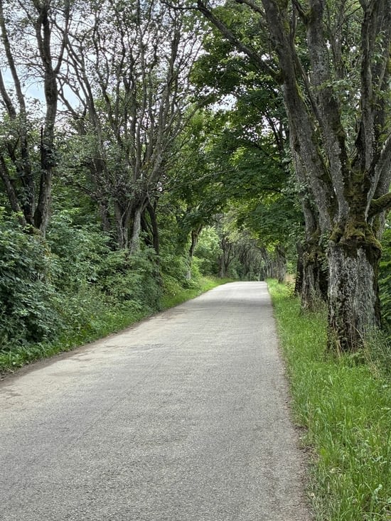 Les départementales sont bordées d’arbres magnifiques…