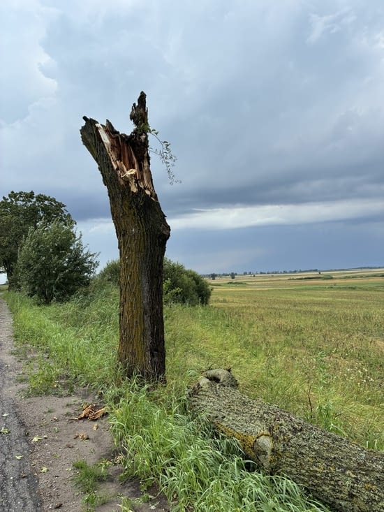 Heureusement que cet arbre, qui vient de périr….
