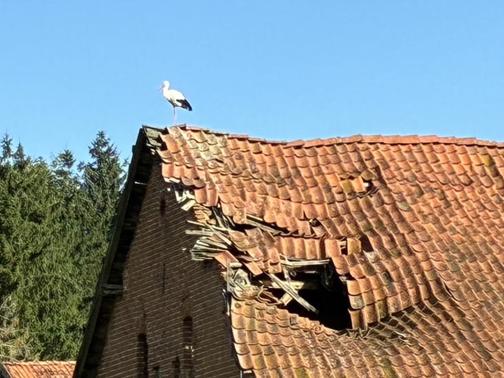 Une cigogne profite d’un toit, même s’il est défoncé.