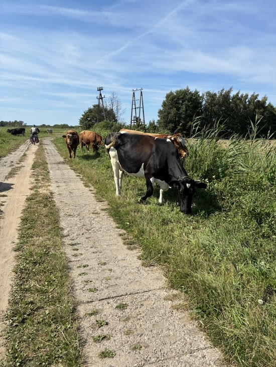 Les vaches locales sont libres d’aller et venir.