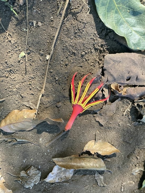 Bout de fleur qui ressemble à une patte de poulet