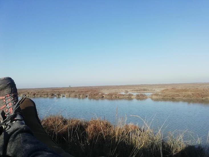 Reflet de l'eau sur les salicornes à perte de vue