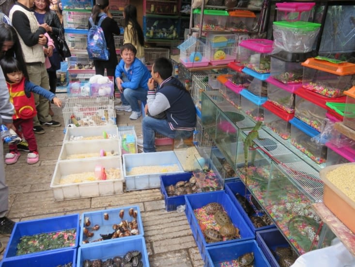 Dans la série photo pleine de couleurs, voilà un stand de vente d'animaux en tout genre.