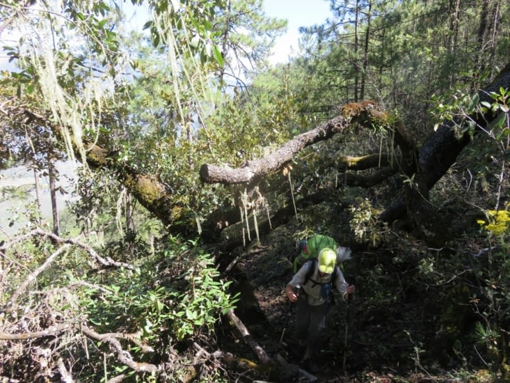 Forêt bien sauvage. On ne croisera personne de la journée, malgré  4h de montée et 2h de descente.