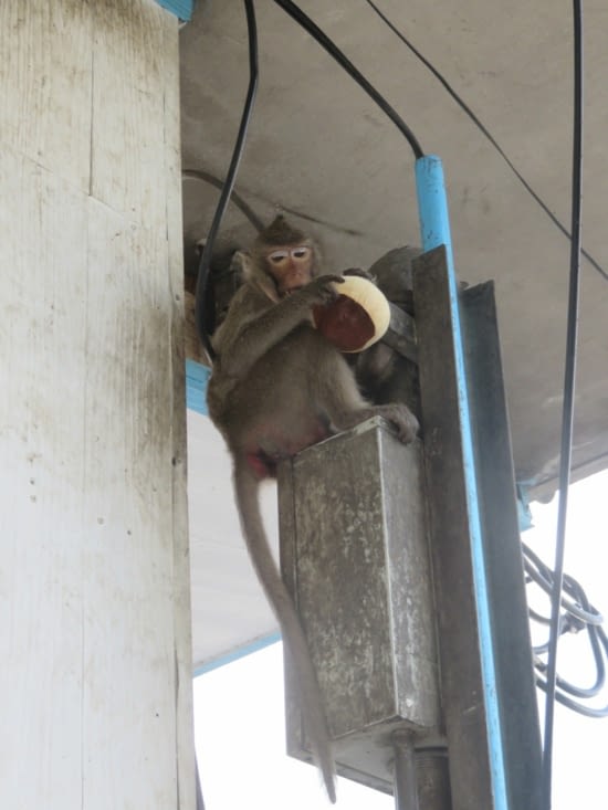 Ça,  c'est notre noix de coco. Voleur