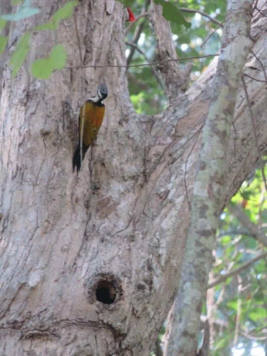 Celui là,  il est aussi en France!