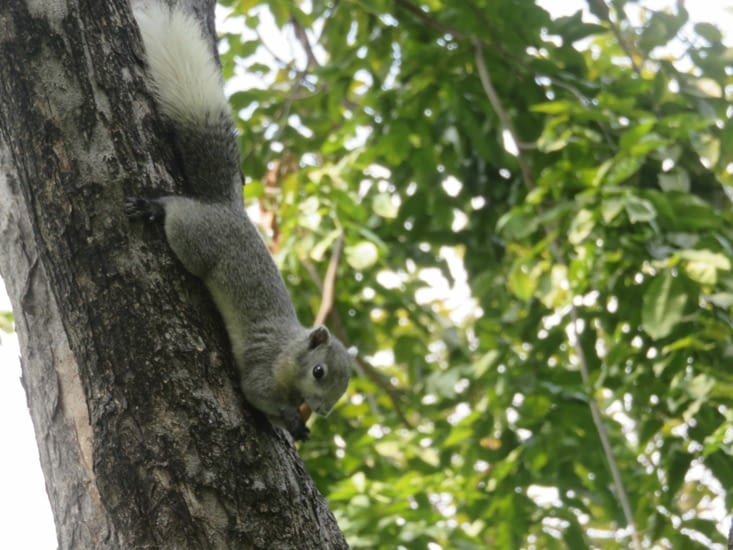 Écureuil de Bangkok, histoire d'ajouter un animal à la liste.