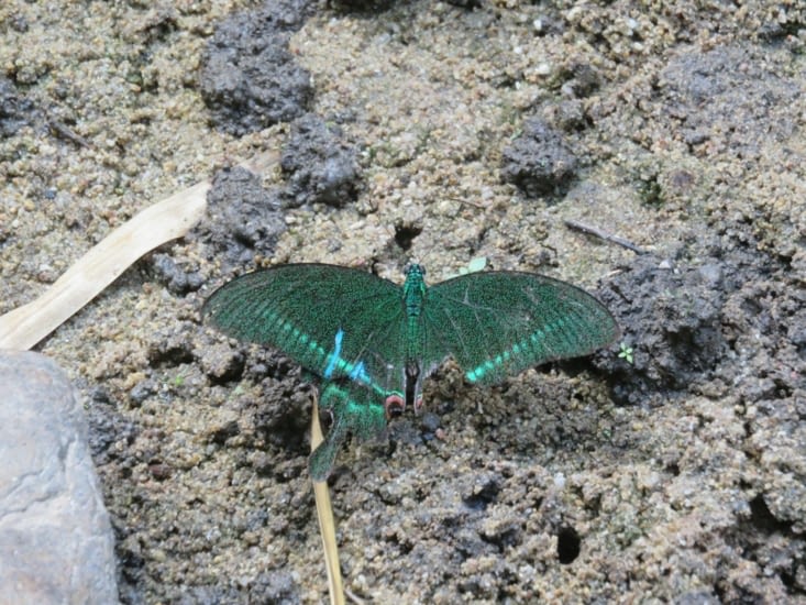 Des papillons, y'en à de toutes les tailles et toutes les couleurs. Celui là est grand comme une main.