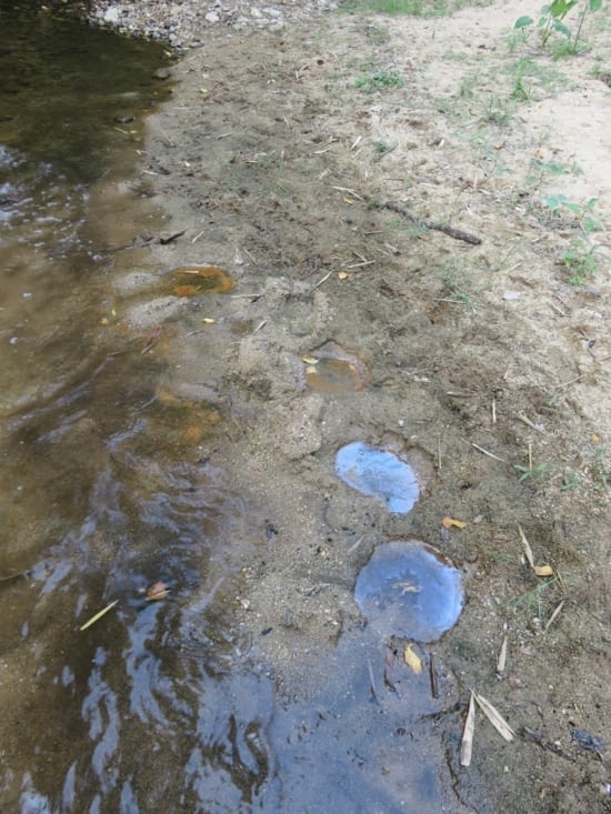 Des traces d'un énorme animal sauvage, aux grandes oreilles et à trompe. Paraît qu'il faut pas croiser leur chemin.