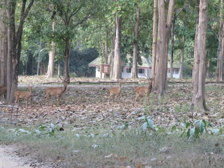 Eux aussi ont traversés le continent eurasien.