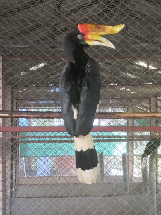 Hornbill, dans une volière...