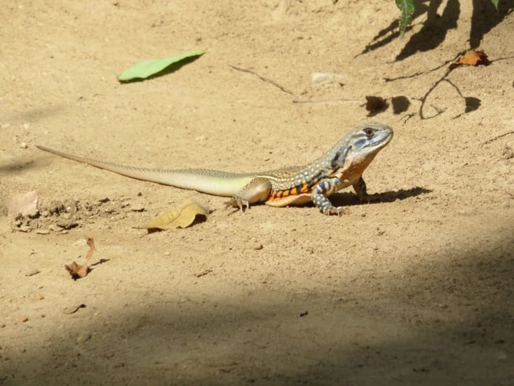 Innofensif. Mieux, ça mange les insectes!