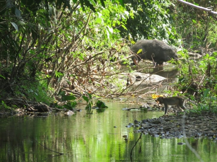 Je prenais le pti singe en photo. En regardant le résultat,  j'y ai vu un invité mystère !