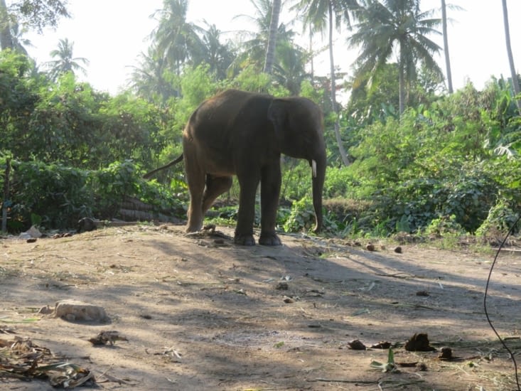 Lui n'est pas sauvage. Il m'à porté avec sa trompe.
