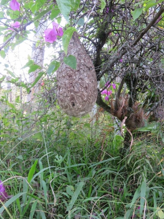 Nid d'espèce de frelon. Apparemment,  c'est très dangereux, vu là mise en garde donnée par des Thai.