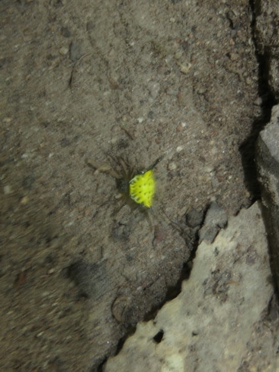 Un peu flou, mais cette araignée à carapace jaune n'arrêtait pas de bouger.