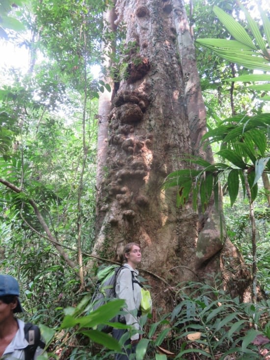 Arbre facile à grimper, en cas d'attaque d'éléphant.