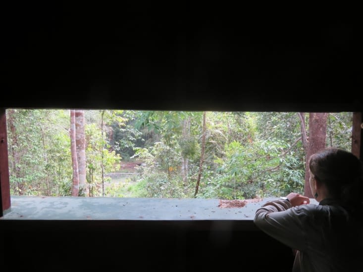 Depuis cette tour d'observation, et avec surement enormement de patience, on aurait pu voir des elephants, des tigres, des rhinoceros, cerfs, sangliers, gaures et j'en passe.