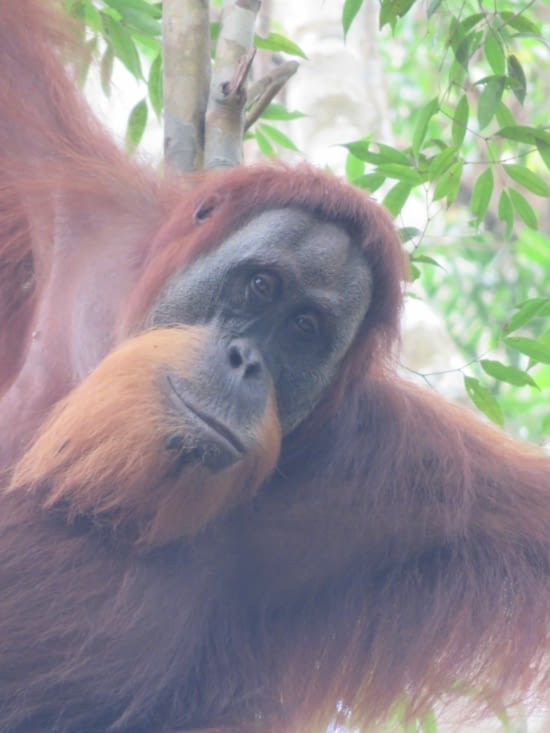 Ce jeune mal avait vraiment l'air sympa. Il nous a souri, et d'apres le guide, ca a la meme signification que pour nous, homo sapiens.
