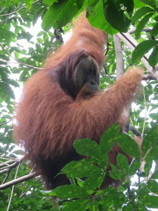 Et a la toute fin, dans les plantations du village, un vieu mal sauvage de plus de 35 ans (visage plat), et de peut etre 100kg.