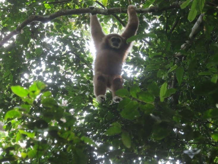 Gibbon. Clement se fera un plaisir de vous imiter son cri