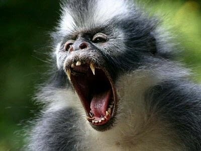 Ne l'embetez pas trop pour autant